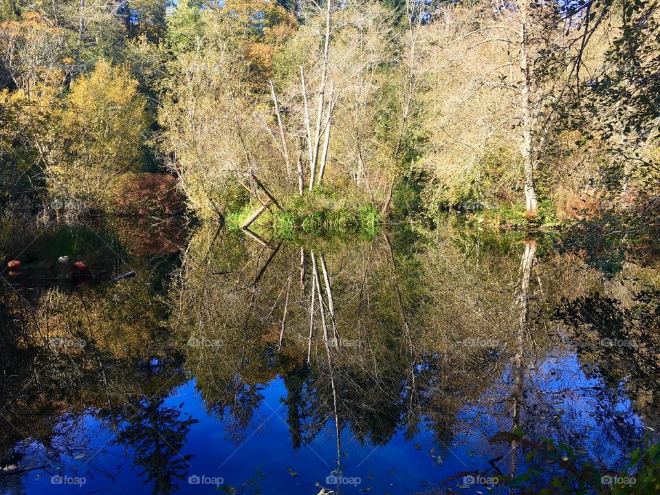 Autum Splendor at Bloedel Reserve 