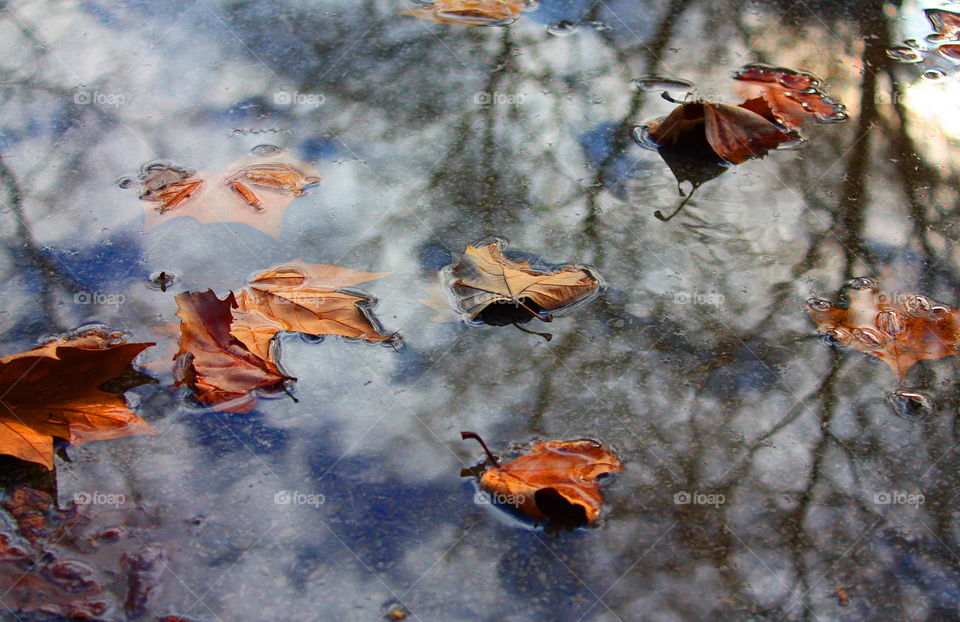 Autumn reflection