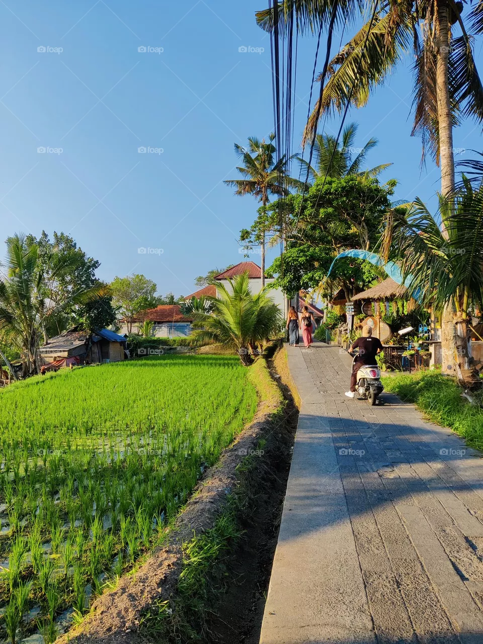 Rice paddy walk, Ubud