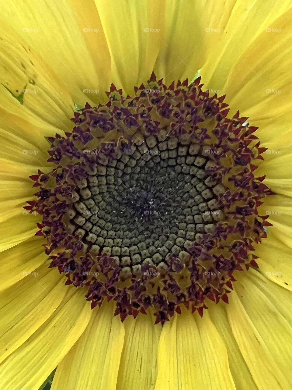 A closeup picture of a beautiful yellow flower 