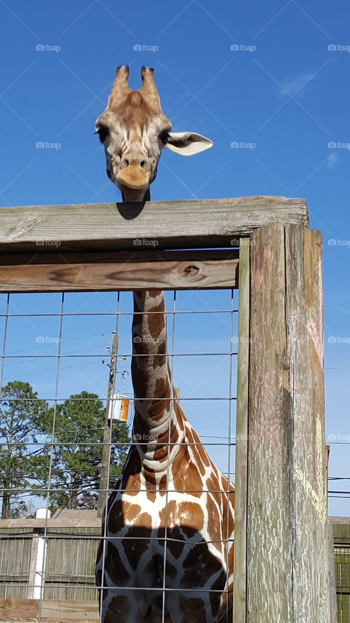 Just a giraffe face checking us out for food.