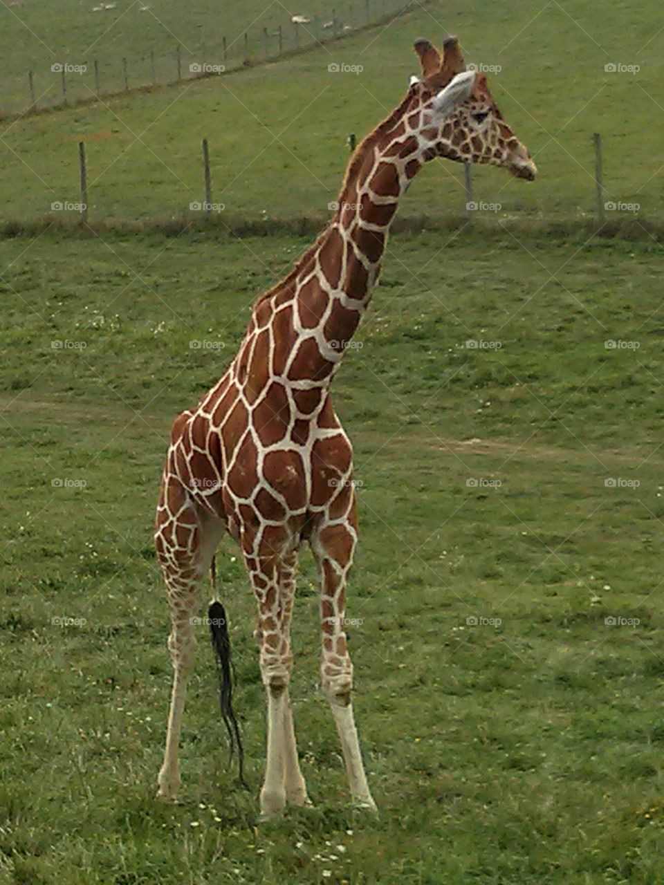 Giraffe at The Wilds. Giraffe standing