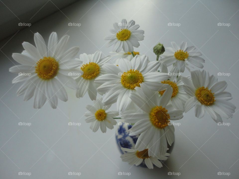 camomile flowers in vase