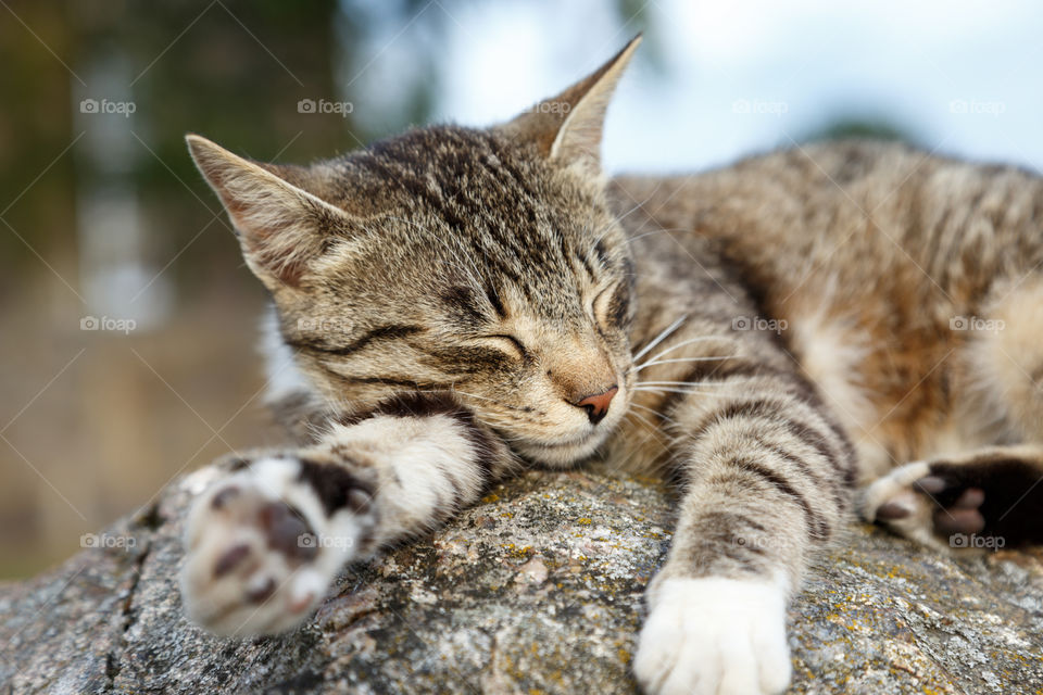 cat on the nature