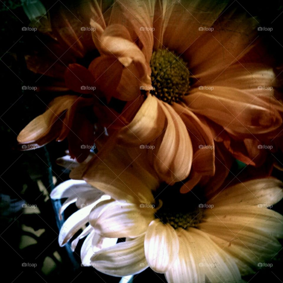 fall flowers. lighting effects