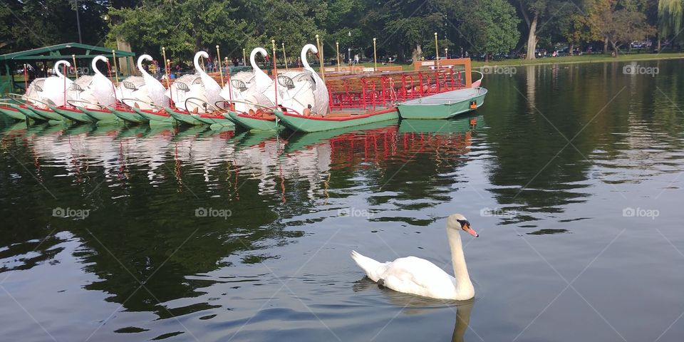 Leader of the swan boats