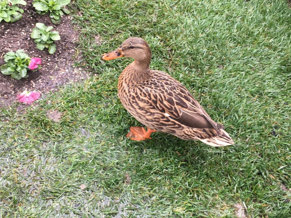 Quacker in the sunshine