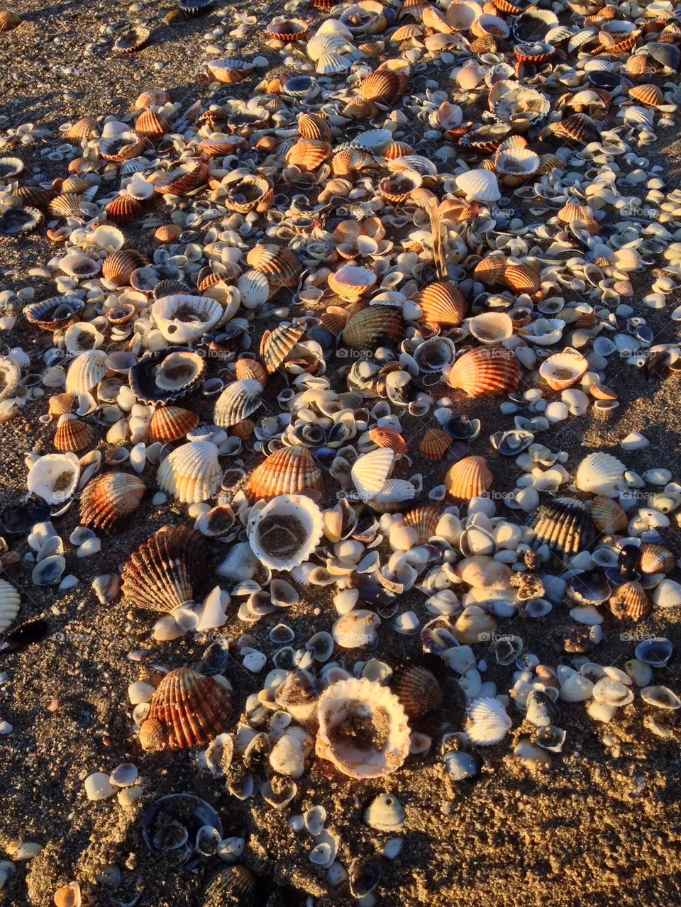 Sea