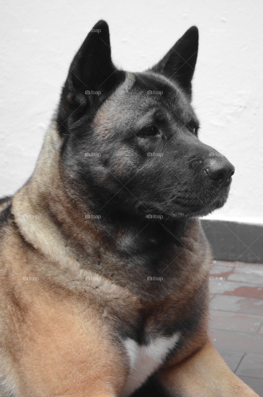 Akita watchdog 