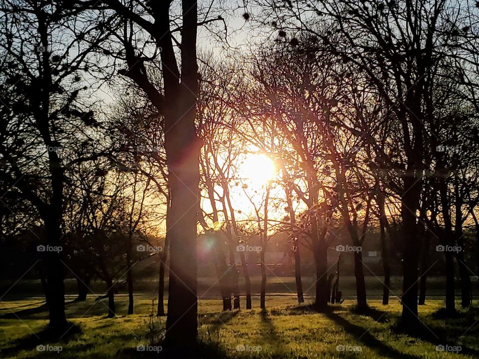 Sun peering through a grove of tree silhouettes and shadows on bright green Spring grass at sun down. The sun and branches appears to create an subtle illusion of a face.