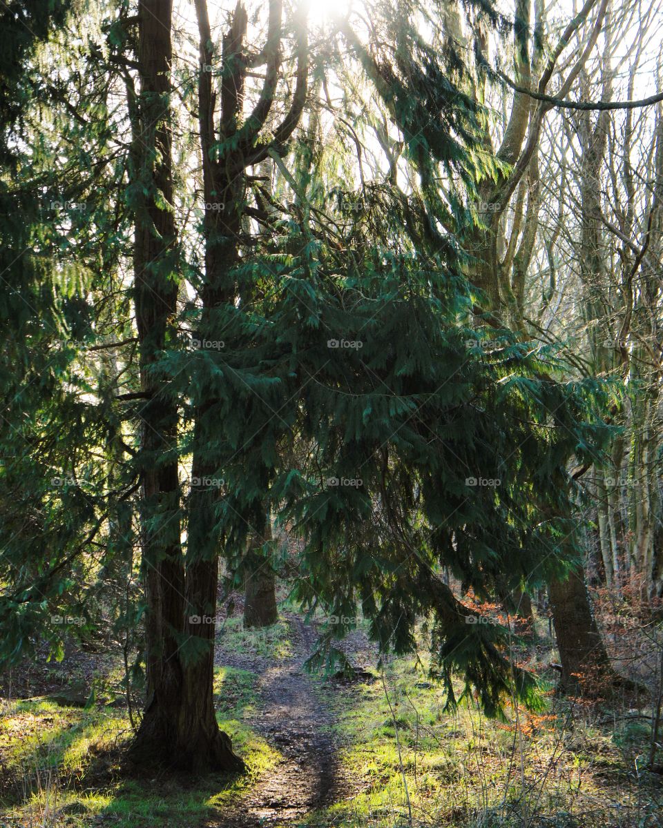 Forest path