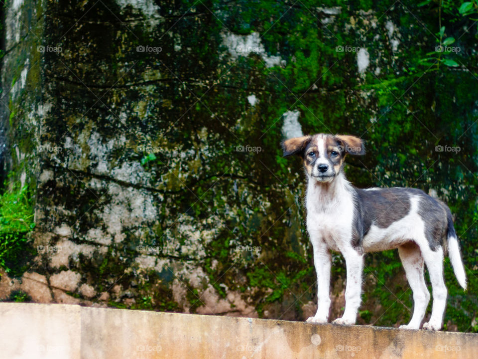 Standing Guard