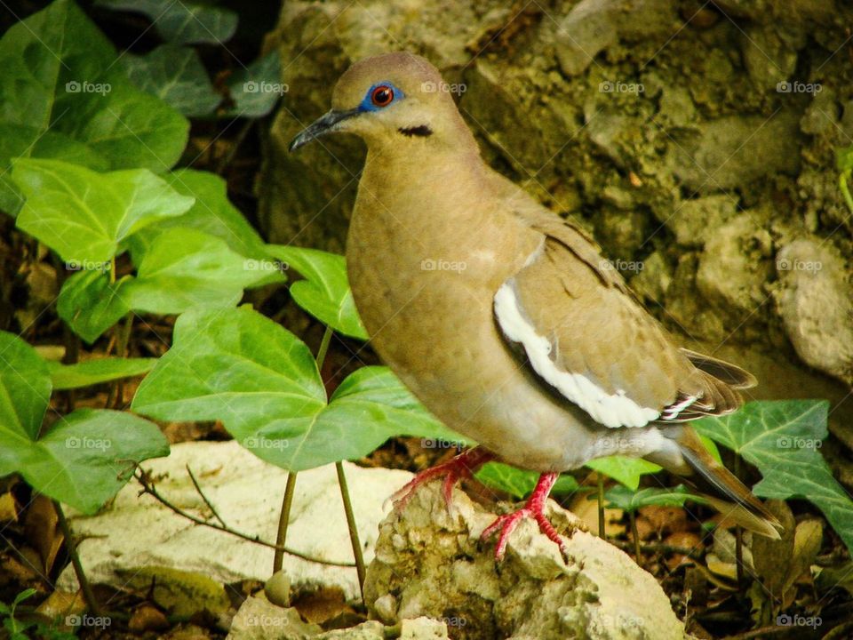 Mourning Dove