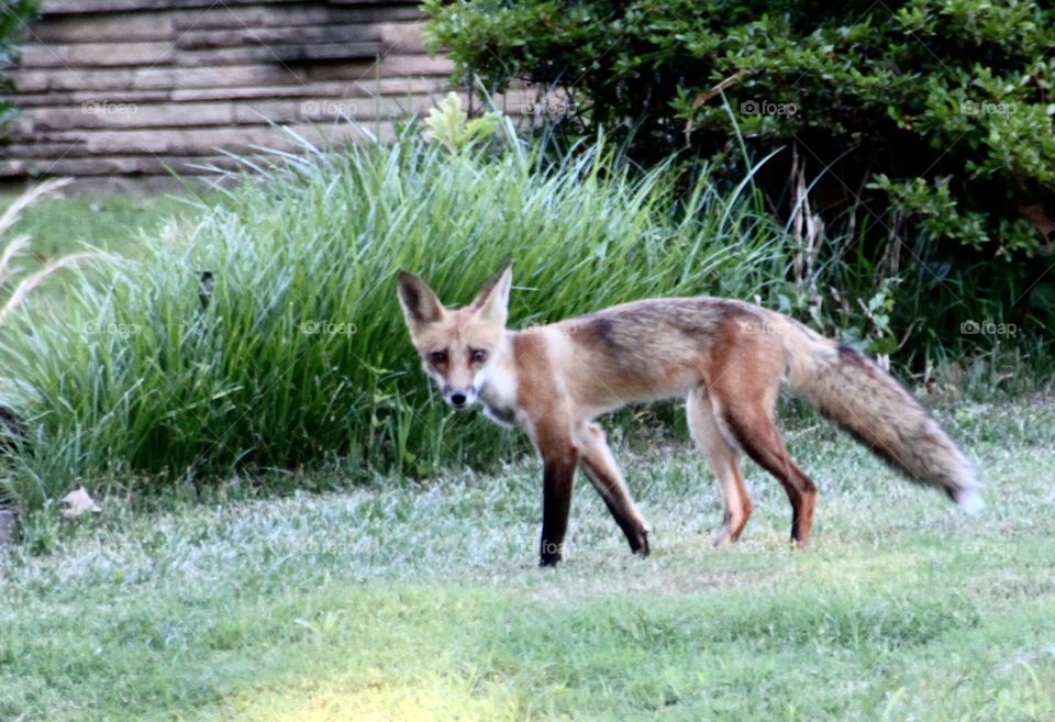 Red Fox in the Big City