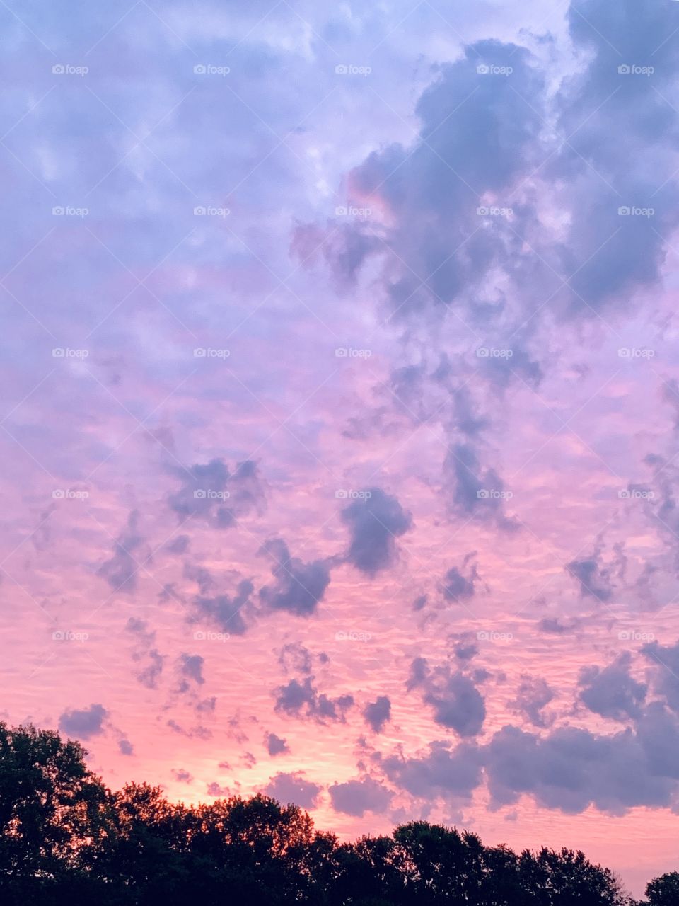 Small, puffy clouds in a beautiful lavender and pink sky over silhouetted trees at sunrise - portrait