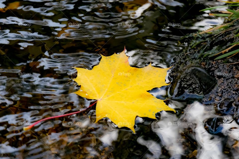 Maple leaves drifting in a river 