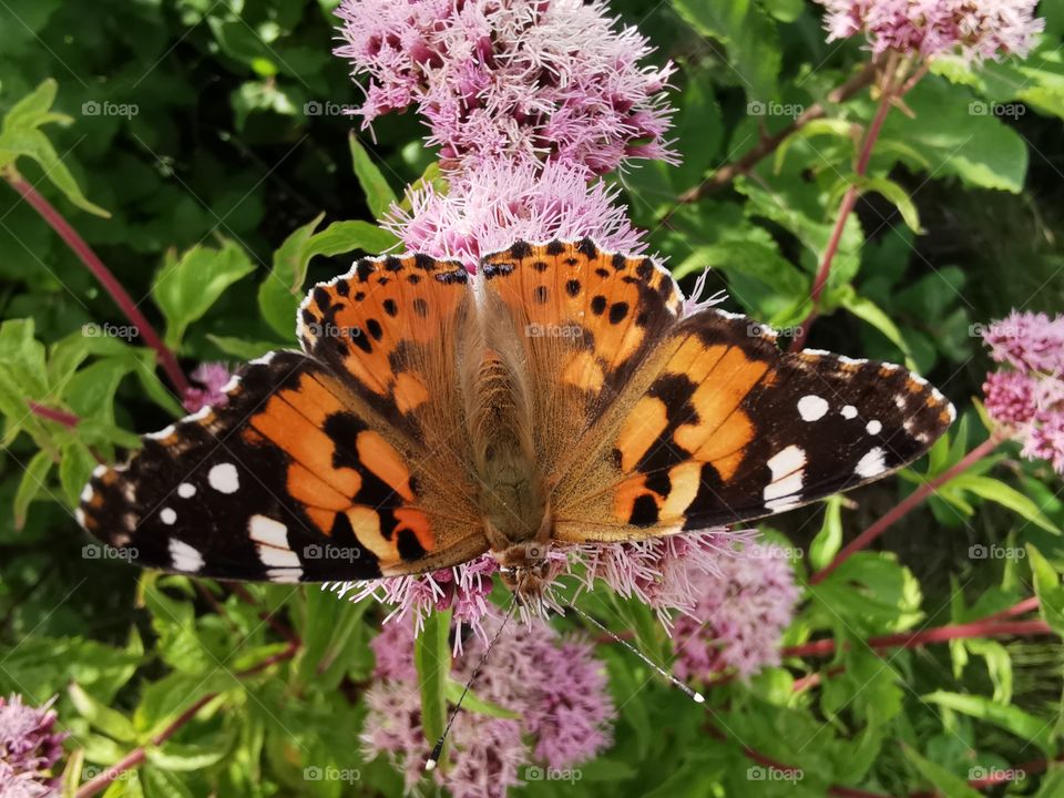 Schmetterling sonnt sich auf Dost Blüte