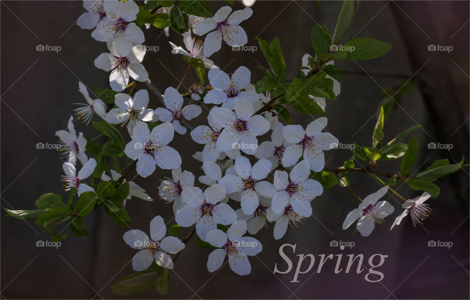 White flowers plump