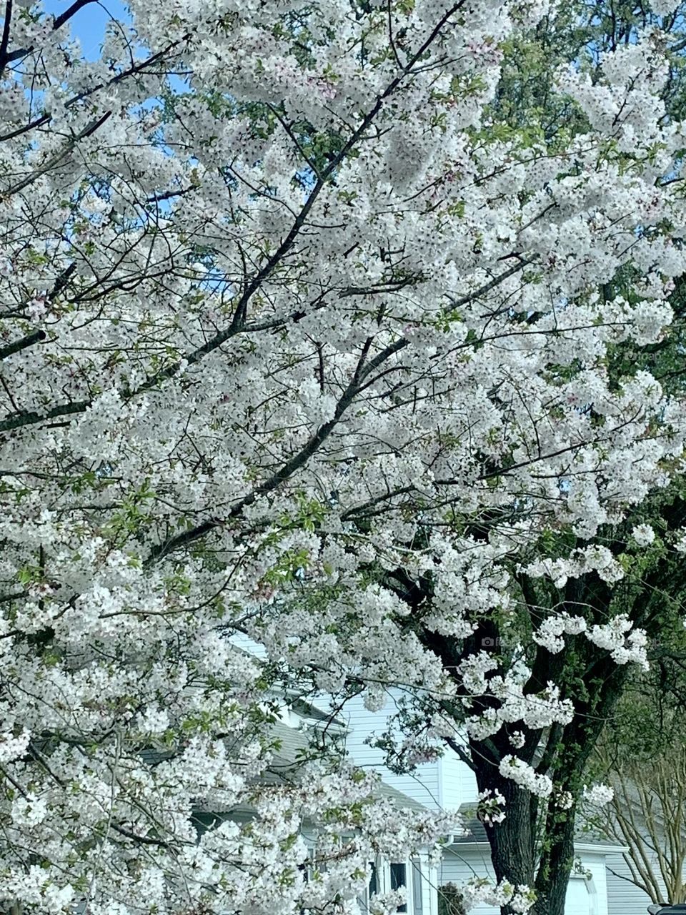 White blossoms 