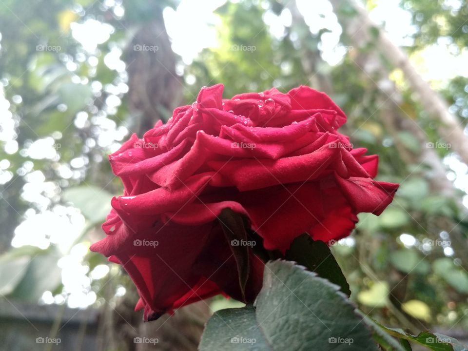 Home Garden Rose