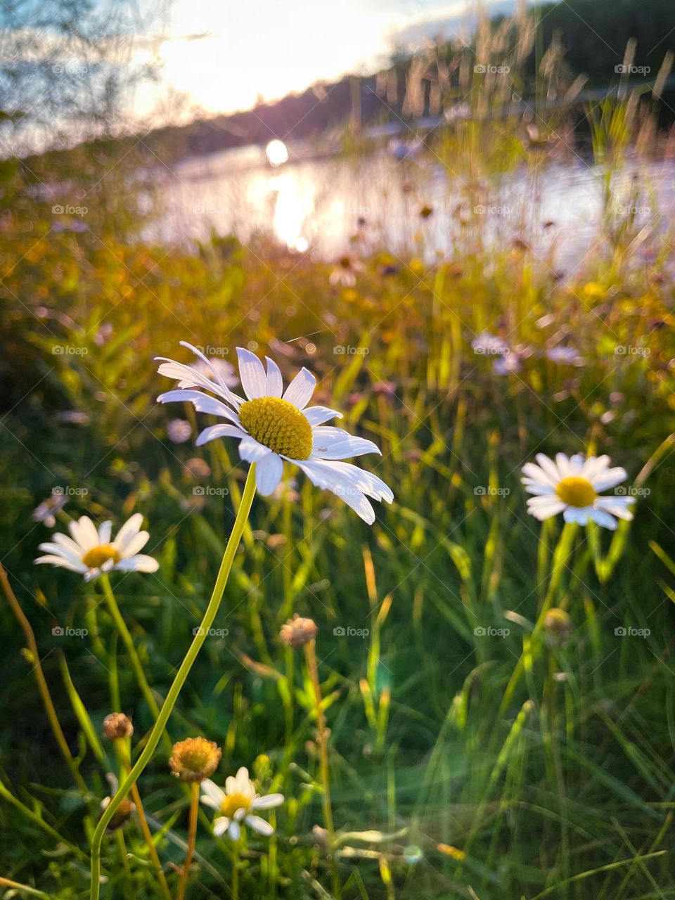 Wildflowers 