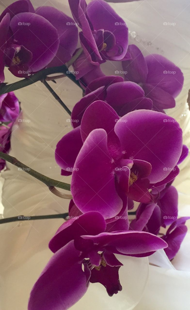 Close up of orchids in bloom on wedding dress background. 