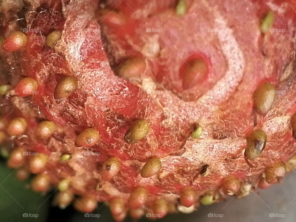 Red planet- strawberry