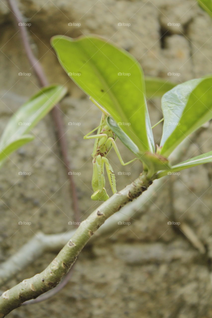 a mantis looking to down