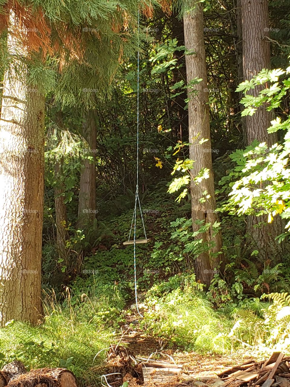 forest swing