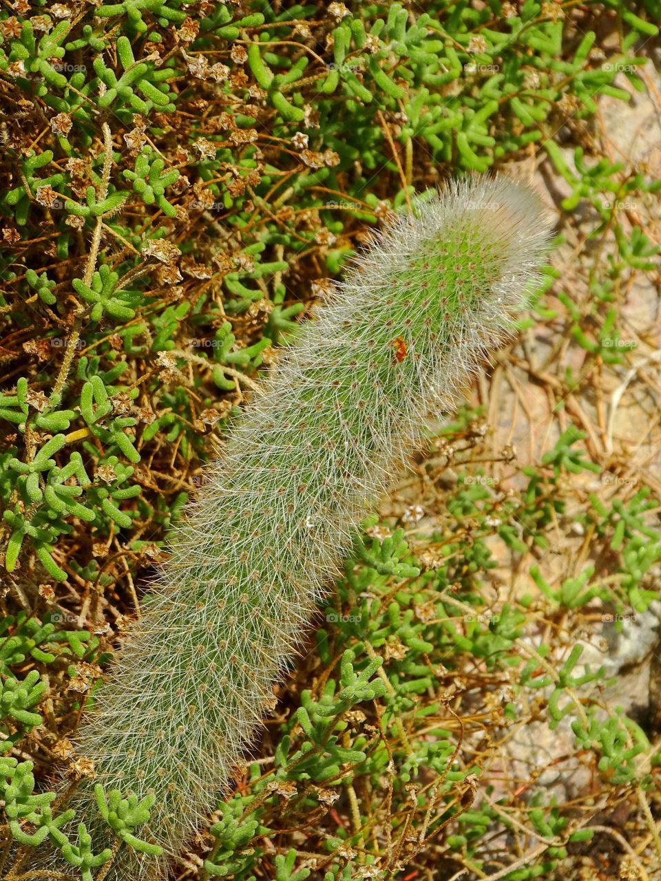 Cactus