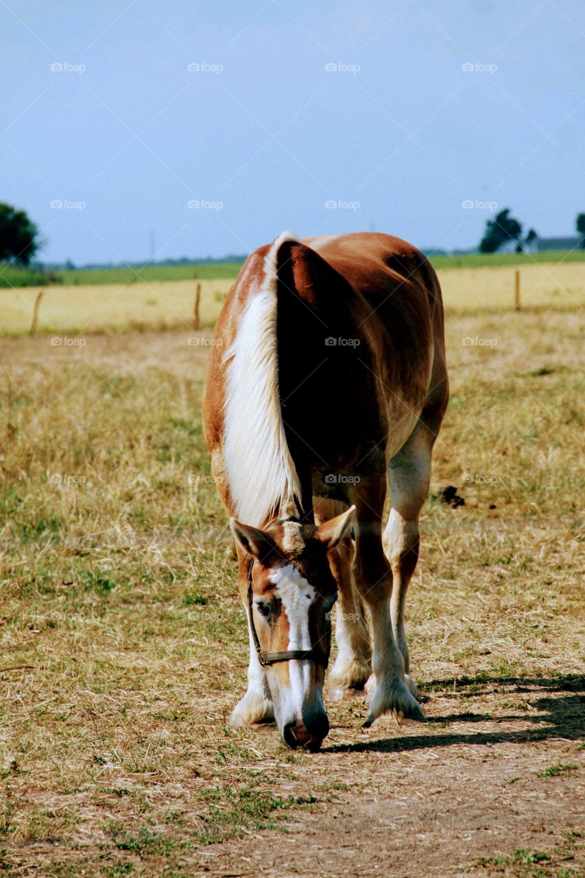 Horse in Pasture