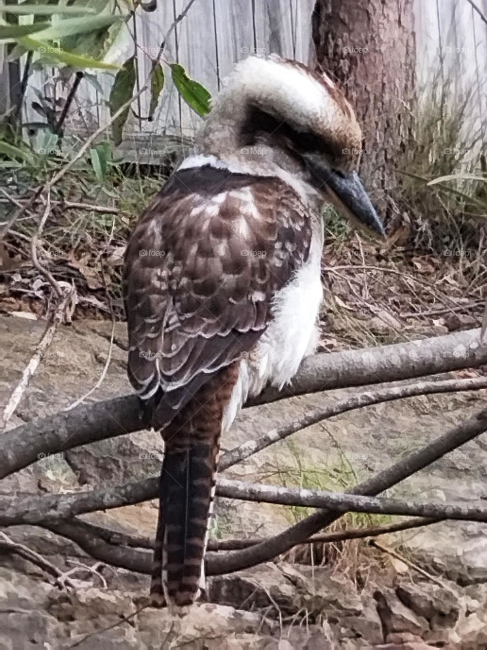Australian Kookaburra