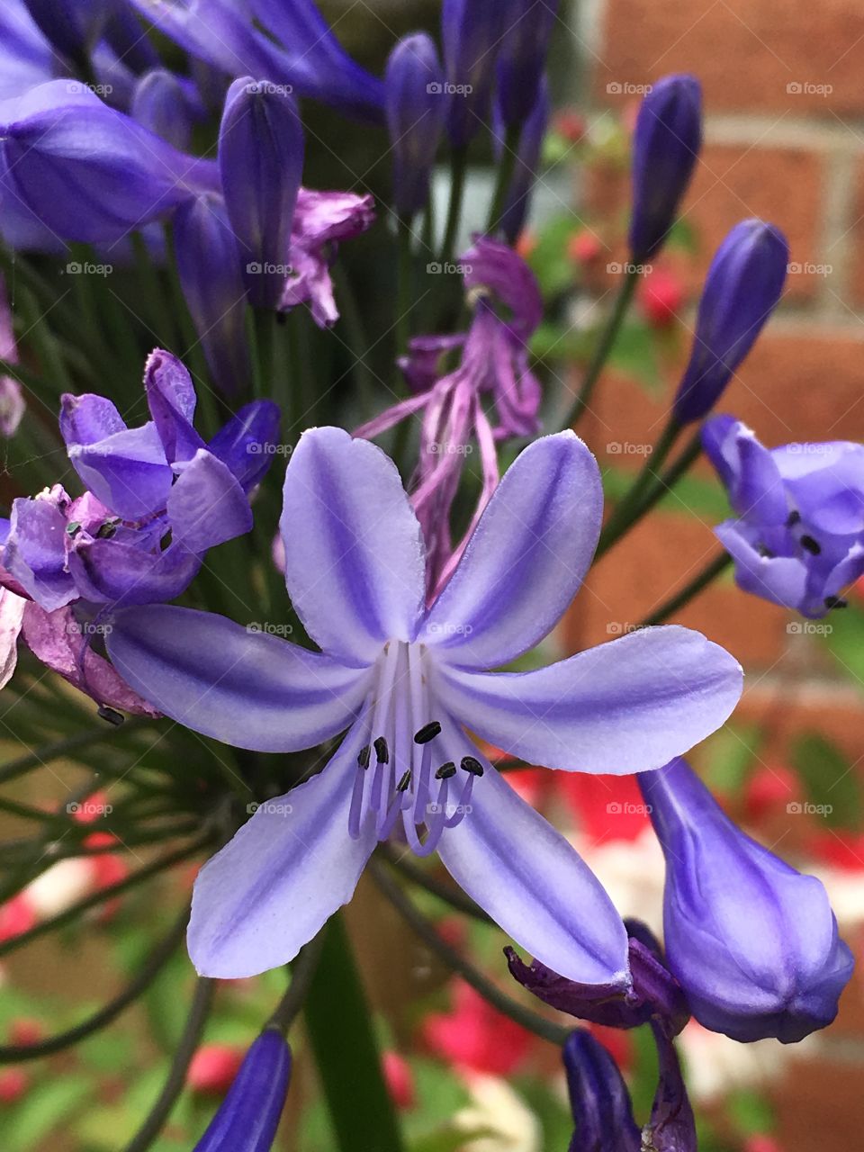 Blue flower macro
