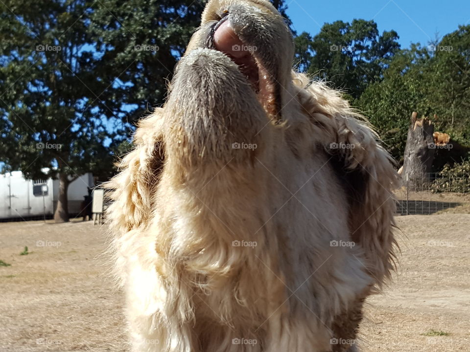 Close-up of alpacas