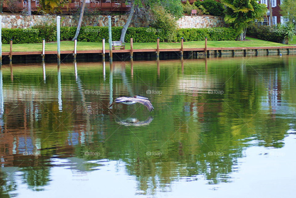 Pelican gliding over water