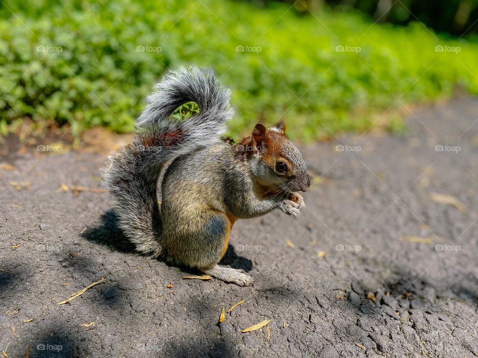 Squirrel eating 
