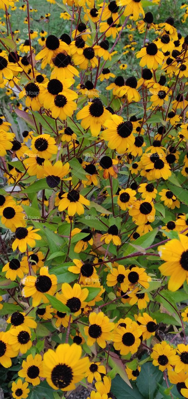 Rudbeckia triloba