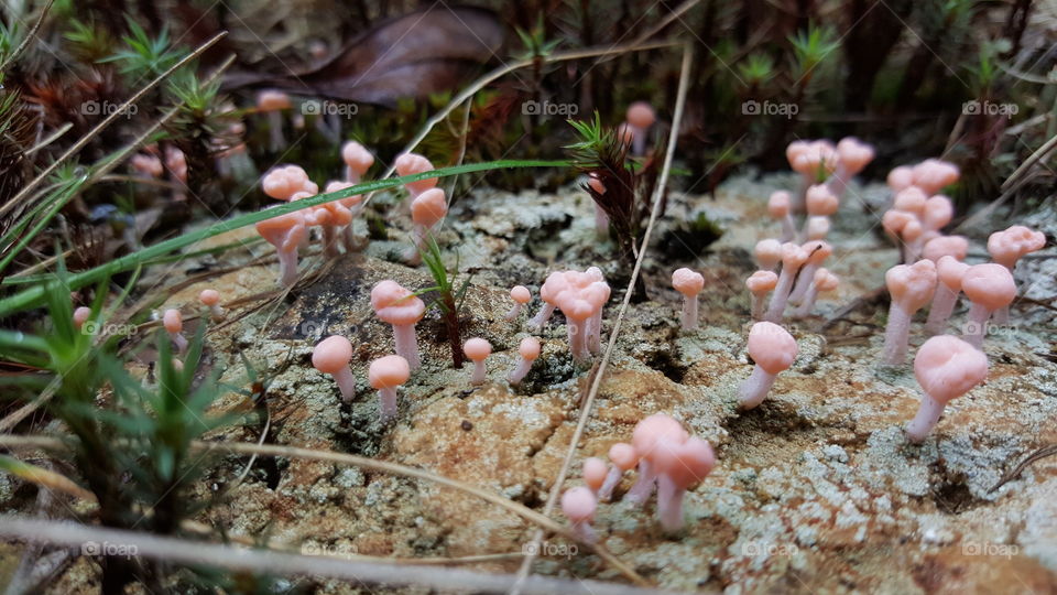 Mushrooms