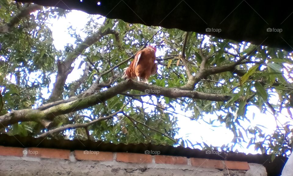 Gallo en la rama de un árbol.