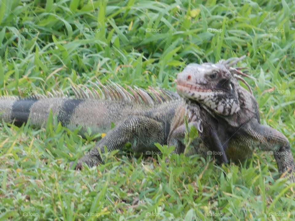 Iguana in the grass in Virgin Islands 