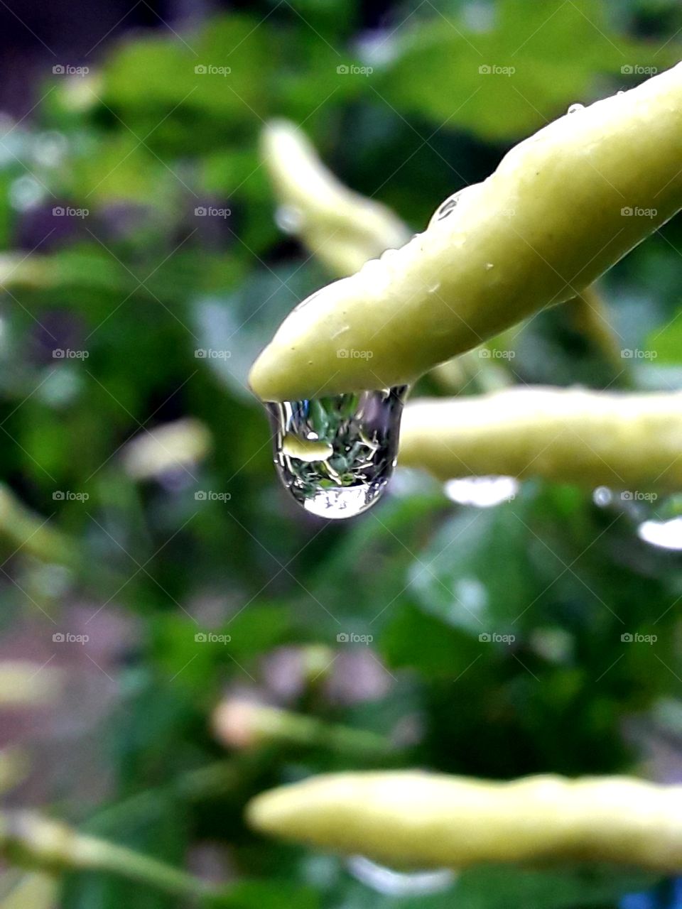 After rain, a rain water drop hanging in a chilli