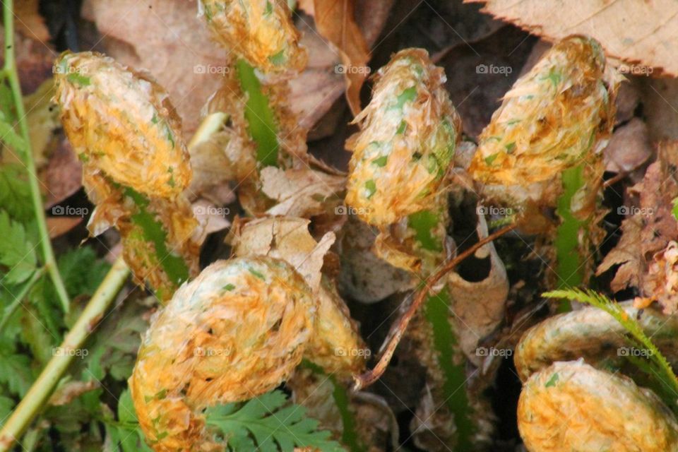 unrolling ferns