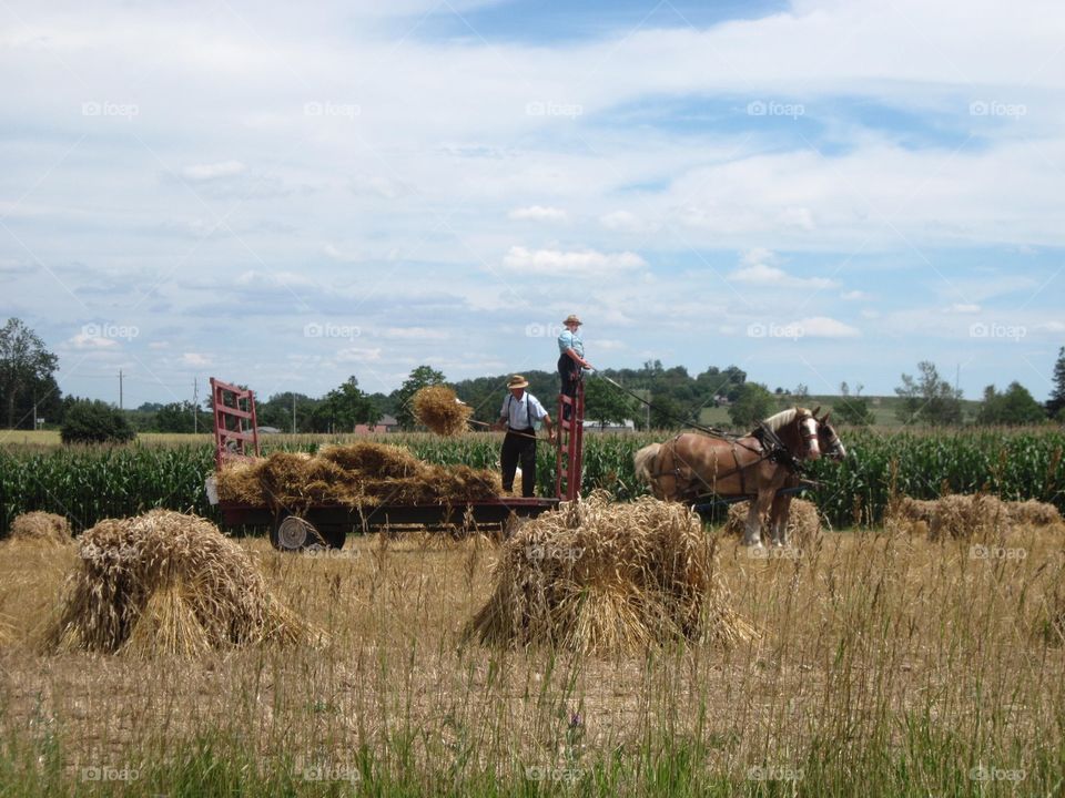 Amish Men Loading Straw
