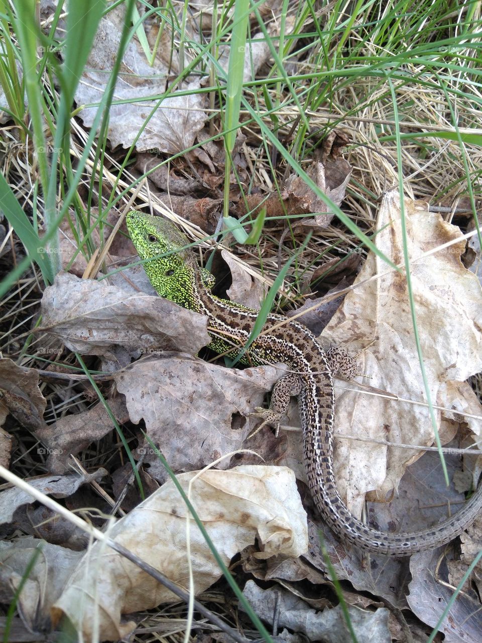 lizard in city park urban animal