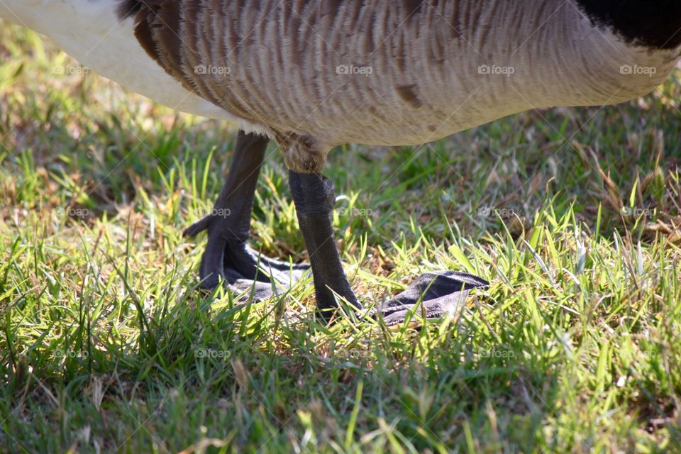 Goose Feet