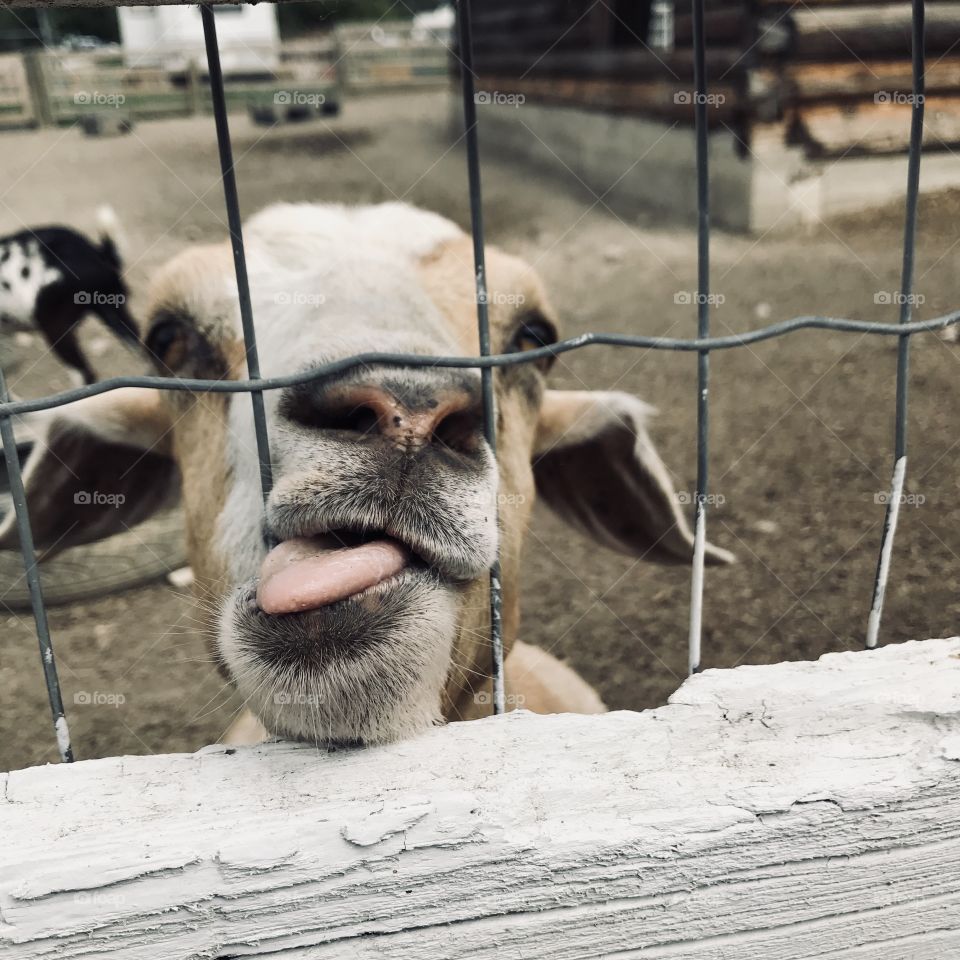 Farm goat sticking his tongue out 