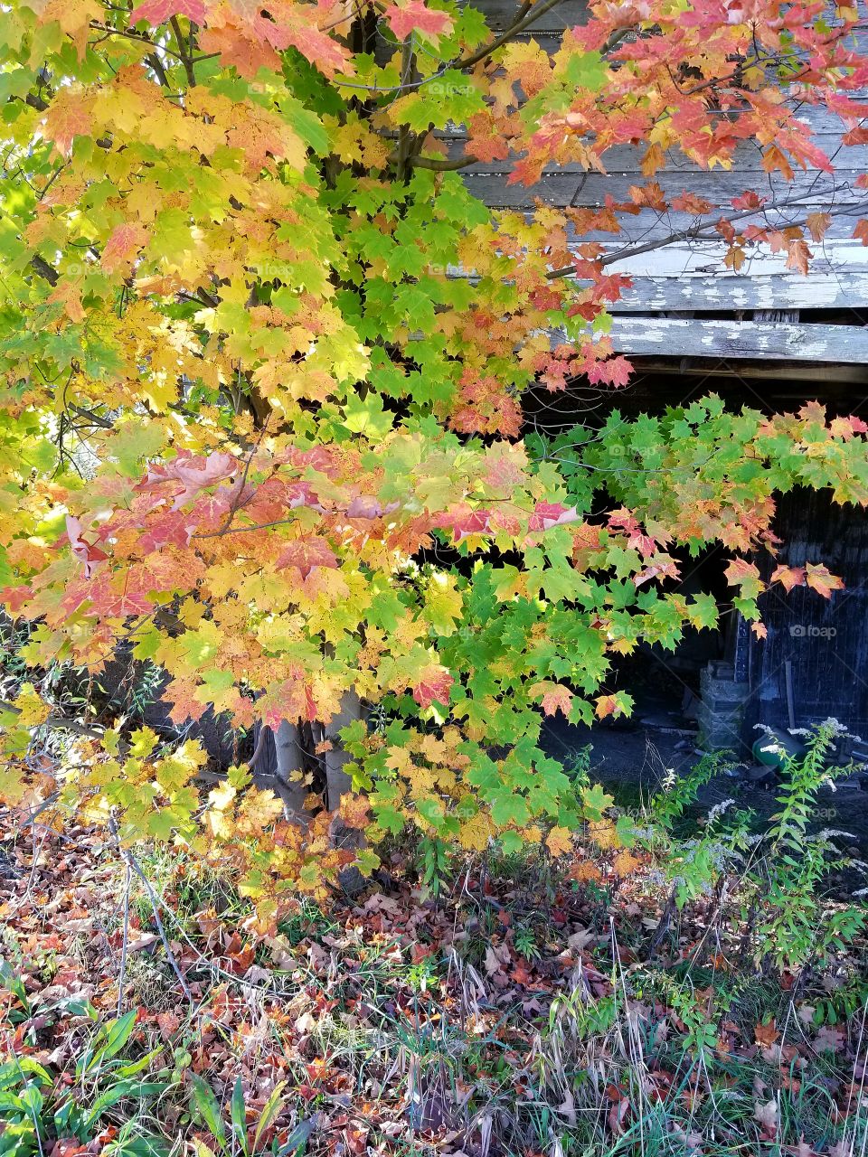 Leaf, Fall, Maple, Season, Nature
