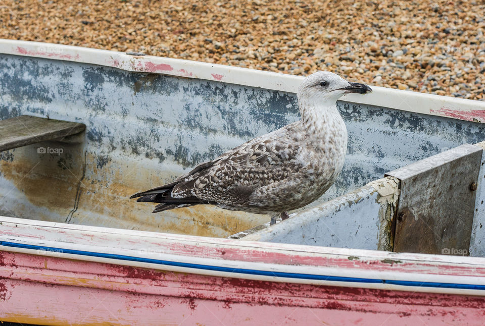 A seagull sits in a boat on a pebbled beach