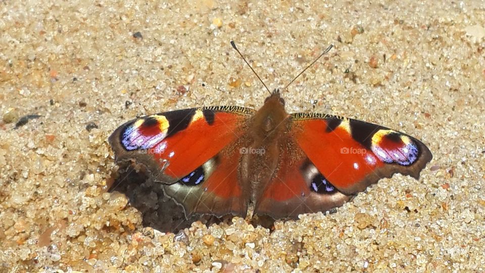 sand and butterfly
