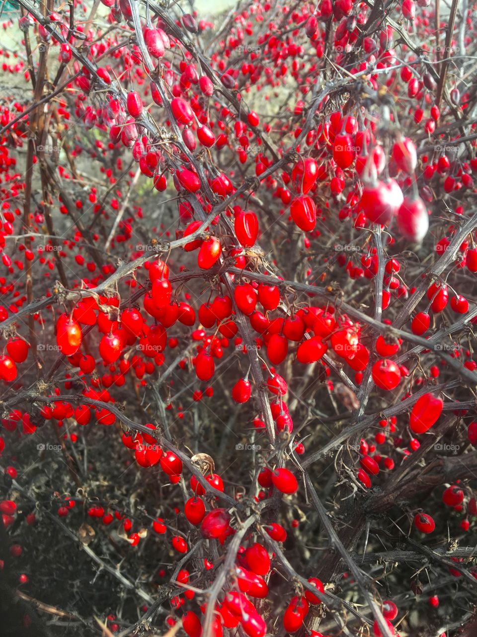 barberry